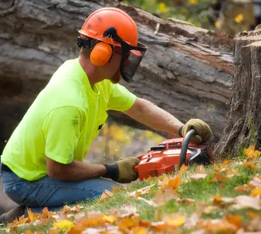 tree services Shortsville